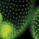 Illustration for article titled Why a simple bed of algae could save us from water pollution and fuel shortages